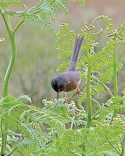 Dartford warbler